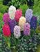 Orientalis Mix