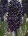 Orientalis Blue Saphire