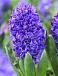 Orientalis Blue Trophy