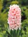 Orientalis China Pink