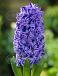 Orientalis Blue Jacket