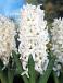 Orientalis Carnegie