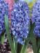 Orientalis Delft Blue