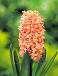 Orientalis Gipsy Queen