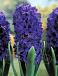 Orientalis Marie
