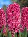 Orientalis Pink Pearl