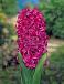 Orientalis Violet Pearl