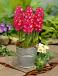 Orientalis Red Magic