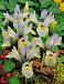 Reticulata Katharine Hodgkin