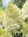 Paniculata Phantom