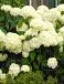 arborescens Annabelle