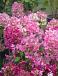 Paniculata Diamand Rouge