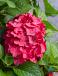 Macrophylla Red