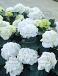 Macrophylla Marcophylla White