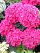 Macrophylla Pink