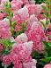 Vanille Fraise