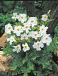Delavayi White