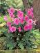 Incarvillea Delavayi
