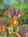 Hollandica Bronze/Purple