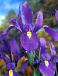 Hollandica Purple Sensation