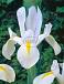 Hollandica White Excelsior