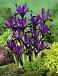 Reticulata Purple Gem