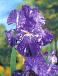 Germanica Purple Striped White