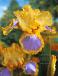 Germanica Yellow/Lila