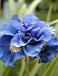 Sibirica Concord Crush