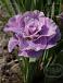 Sibirica Pink Parfait
