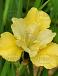 Sibirica Summer Revels