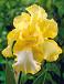Germanica Yellow/White
