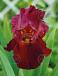 Germanica Red
