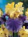 Germanica Blue Yellow
