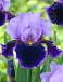 Germanica Purple
