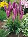 Spicata Spicata