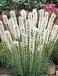 Spicata Spicata Alba