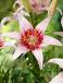 Asiatic Pink Pixels