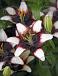 Asiatic Purple Heart