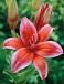 Asiatic Red Electric
