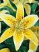 Asiatic Yellow Electric
