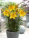 Asiatic Golden Joy