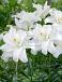 Asiatic Annemaries Dream