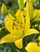 Asiatic Golden Matrix