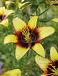 Asiatic Bumblebee