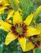 Asiatic Yellow Pixels