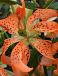 Asiatic Must See