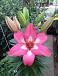 Asiatic Rozalynn®