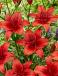 Asiatic Red Highland®