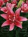 Asiatic Doublelady